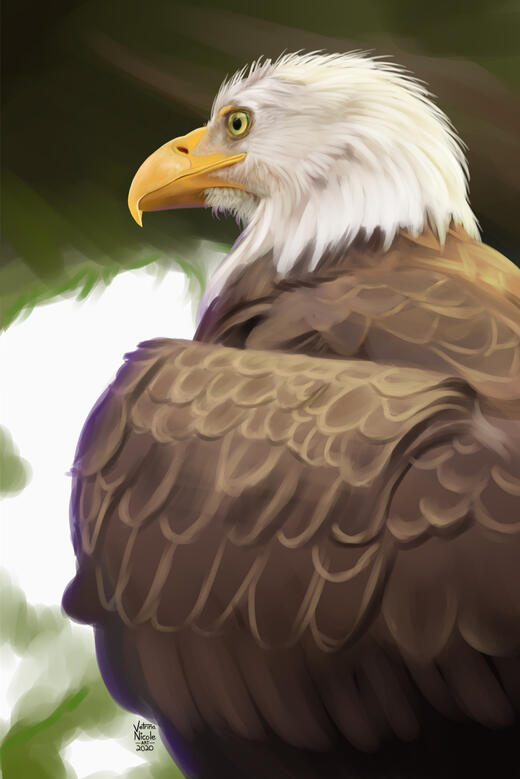 Digitally painted portrait of a bald eagle