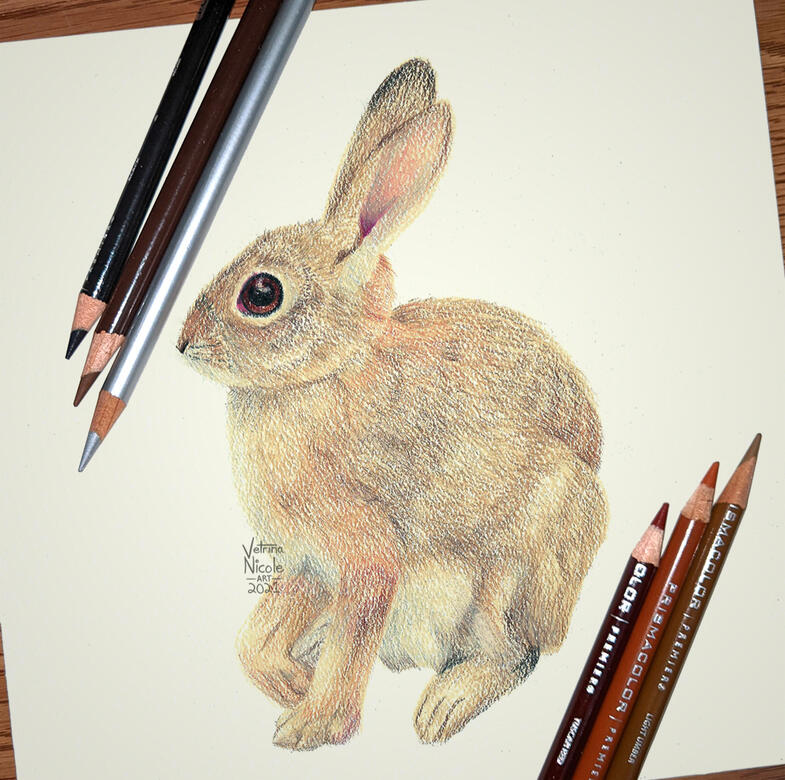 Colored pencil drawing of a desert cottontail rabbit